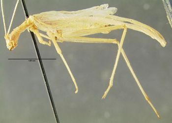 Media type: image;   Entomology 621950 Aspect: habitus lateral view